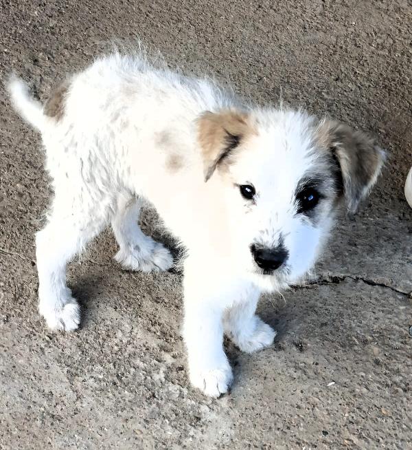 CAGNOLINI ALLA RICERCA DI UNA CASA Foto 3